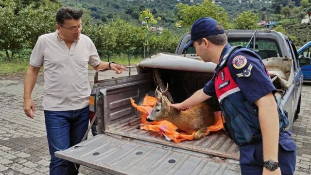 Giresun’da yaralı karaca koruma altına alındı