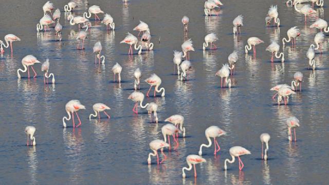 Akkaya Barajı gölü flamingolara ev sahipliği yapıyor