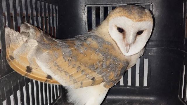 Balıkesir’de havalandırma boşluğuna düşen baykuşu itfaiye ekibi kurtardı