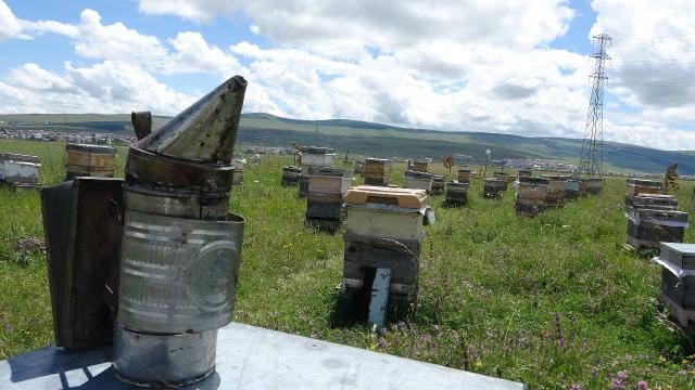 Ardahan’da coğrafi işaretli bal hasadı başladı: 450 ton bal üretimi bekleniyor