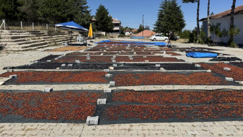 Yozgat’tan Japonya’ya kiraz ihracatı