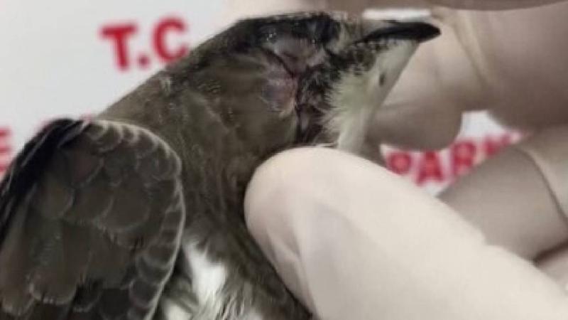 Sinop’ta ebabil kuşu yeniden kanat çırptı