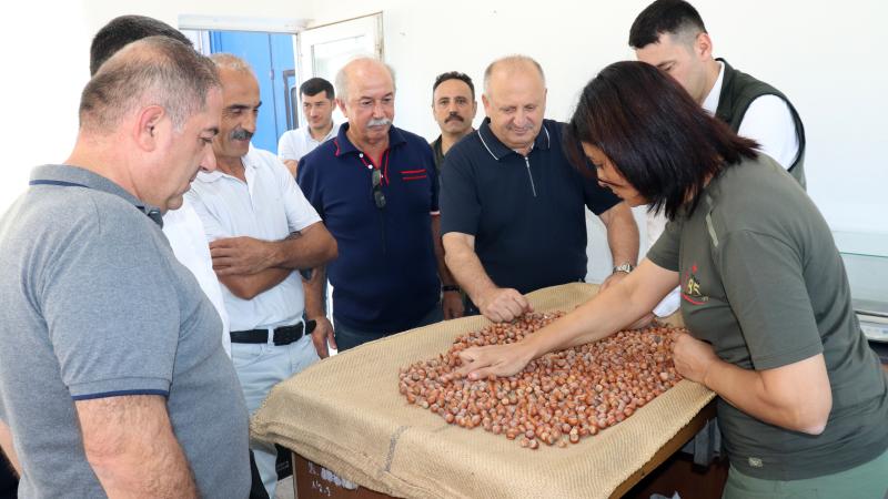 TMO Ordu’da fındık alımlarına başladı