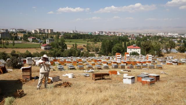 Muş’ta bu yıl 600 ton bal rekoltesi bekleniyor