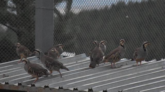 Gümüşhane’de üretilen keklikler Türkiye’nin dört bir yanında doğaya salınıyor
