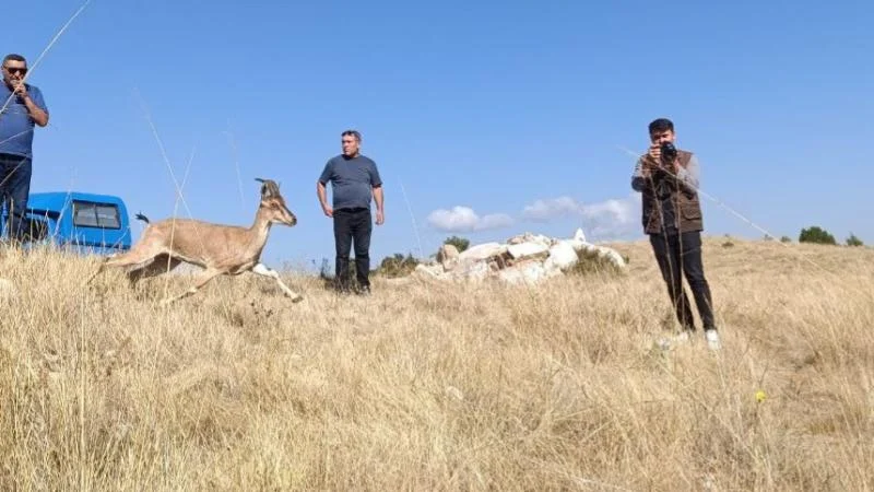 Yozgat’ta Kazankaya Kanyonu’na 5 dağ keçisi daha bırakıldı