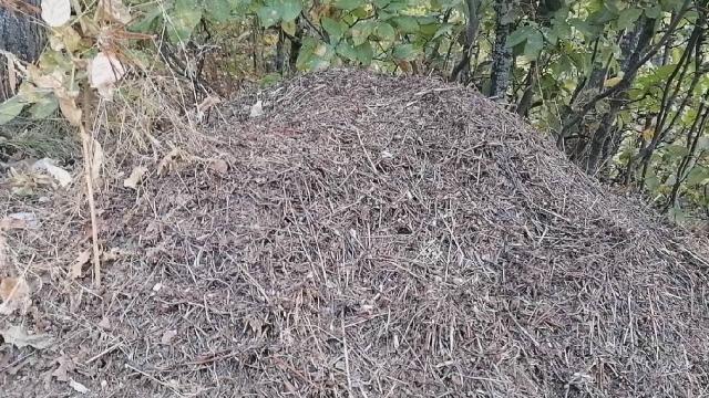 Amasya’da dev karınca yuvaları görüntülendi