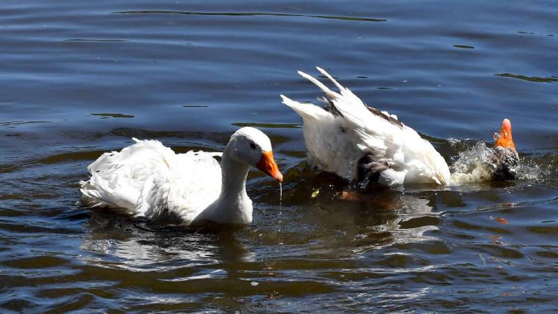 Kars’ta kazlar yaz sıcaklarında serin suyla buluşturuluyor