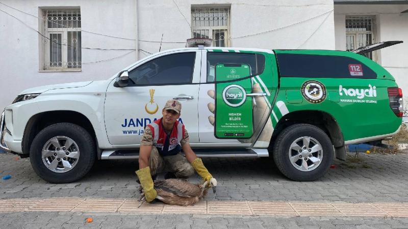 Hakkari’de jandarma ekibinin bulduğu yaralı akbaba tedaviye alındı