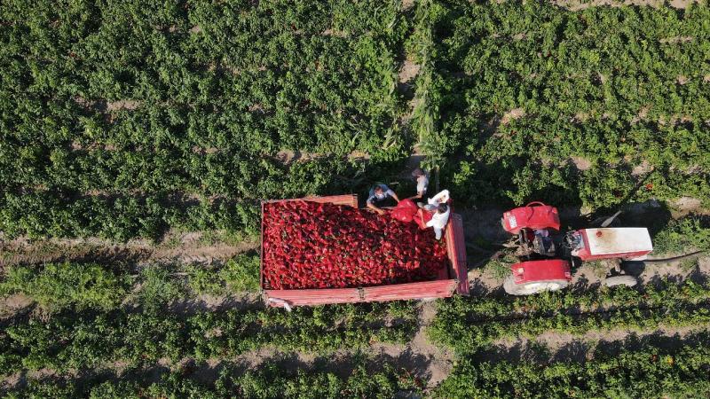 Bafra Ovası’nda yetişen kapya biber AB ülkelerinin sofralarına gidiyor