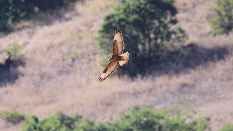 Bingöl semalarında kızıl şahin görüntülendi