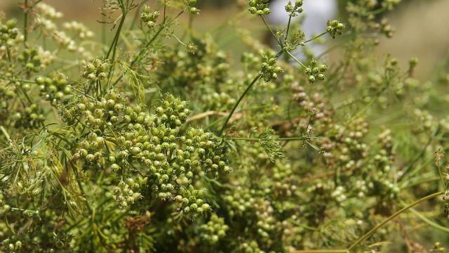 Mardin yemeklerine lezzet katan kişniş için hummalı hasat mesaisi