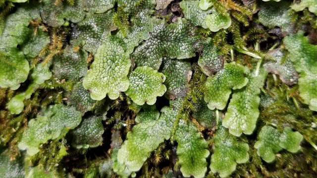 Araştırmacılar, gıda yetiştirme şeklimizi değiştirebilecek yaygın bir bitkide çığır açan bir buluş keşfetti: ‘Yeni bir direnç kaynağı’