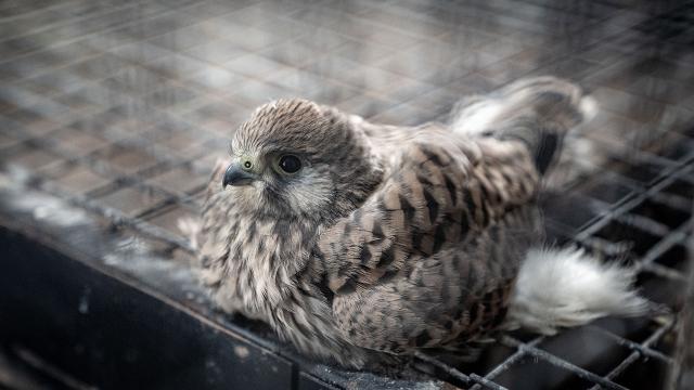 Yaralı bulunan kerkenez kuşu koruma altına alındı