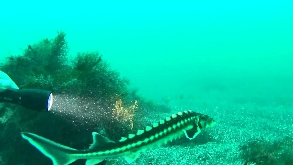 Nesli 200 milyon yıl öncesine dayanıyor! Ordu’da görüntülendi, dünyada bilinen 5 türü var