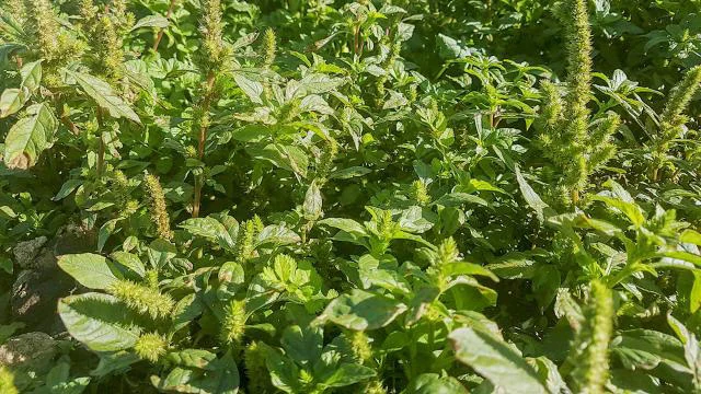 Bilim insanları istilacı süper yabani otlarla mücadele için oyun değiştirici bir çözüm geliştirdi