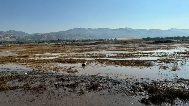 Manisa’da yağış nedeniyle taşan dereler, kurumaya bırakılan üzümlere zarar verdi