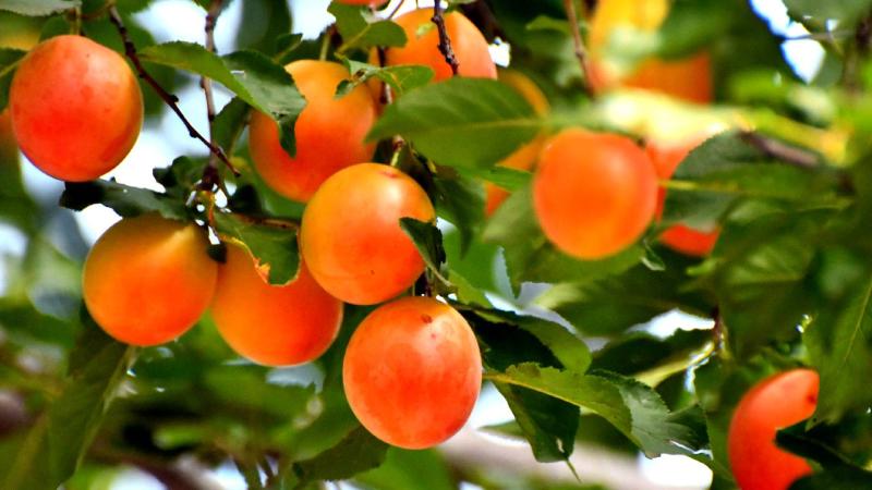 Sarıkamış’ta meyve bereketi yaşanıyor