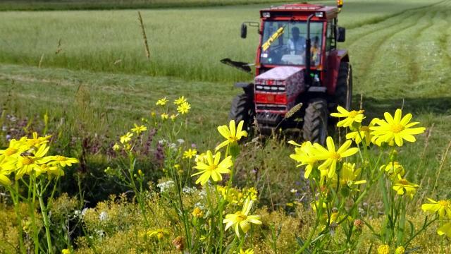 Sarıkamışlı çiftçiler közde çay ve türküler eşliğinde ot biçme mesaisinde