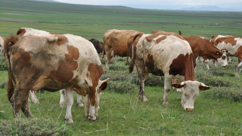 Belçika’da hayvanlarda ölümcül “mavi dil hastalığı” baş gösterdi