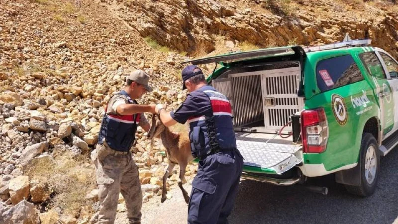 Erzincan’da bakımları tamamlanan dağ keçisi doğal ortamına bırakıldı