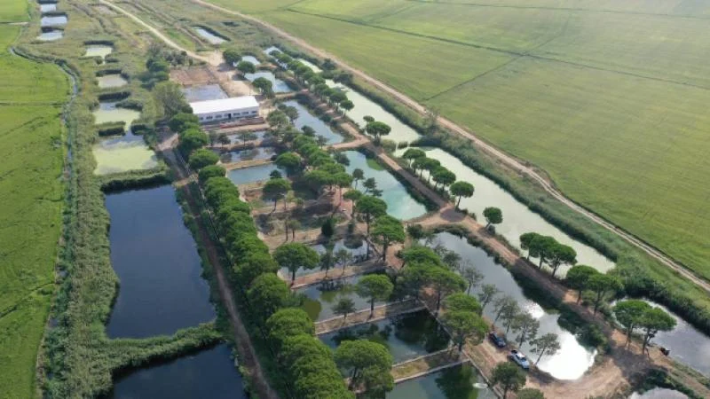 Edirne’de üretilen 10 milyon yavru sazan balığı baraj ve göletlere bırakıldı