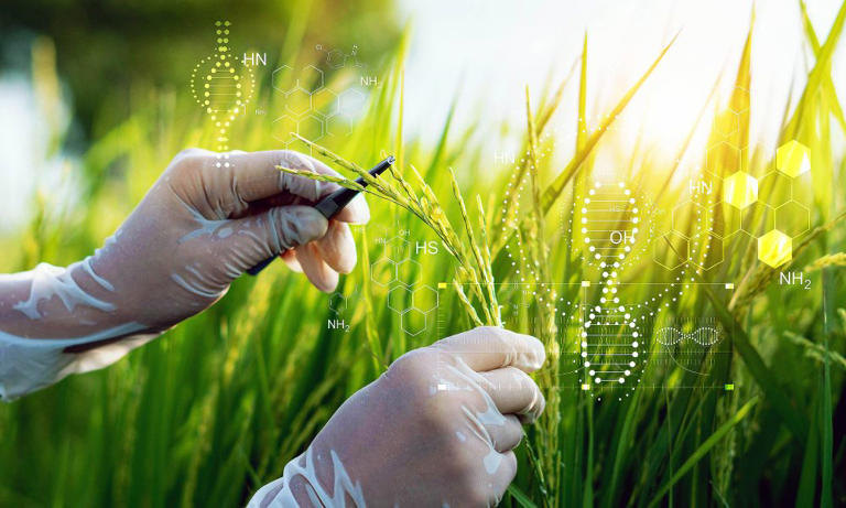 İnsan DNA’sını değiştiren ve ciddi yanıklara neden olan istilacı bitki ABD’de yayılıyor