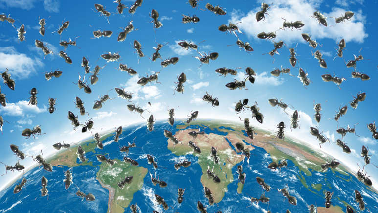 Bilim İnsanları İstilacı Bir Karınca Türünün Dünyayı Ele Geçirmesinden Endişe Duyuyor