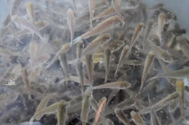 Düzce’de 35 bin sazan yavrusu göl ve göletlere salındı