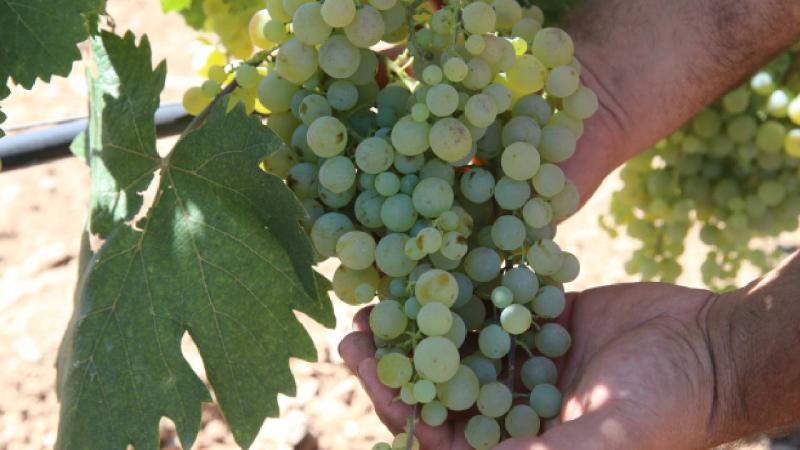 Tokat’ta atıl alanlarda oluşturulan bağlardan ilk ürünler alındı