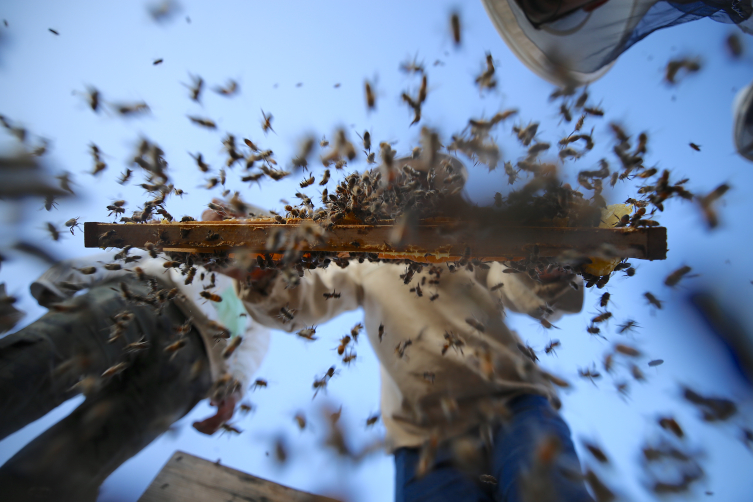 Arıcı aile AB tescilli balları ile Londra’da altın madalya aldı