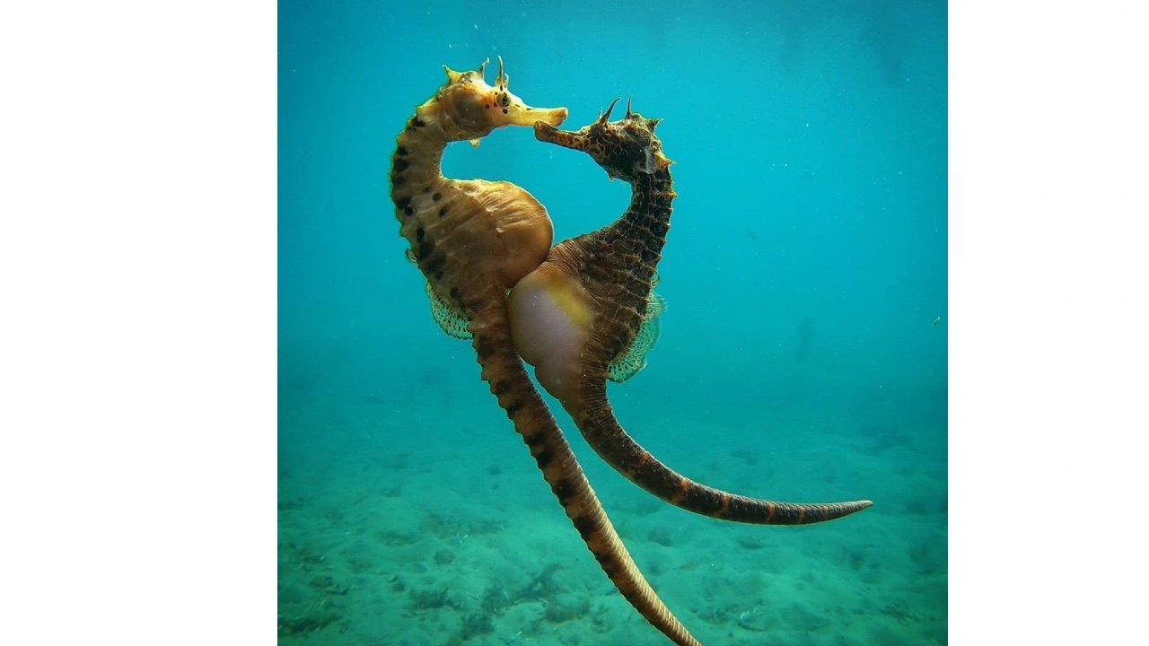 Denizatlarının Midesi Yoksa Nasıl Yemek Yiyorlar? Hayal Etmesi Bile İmkansız Gibi!