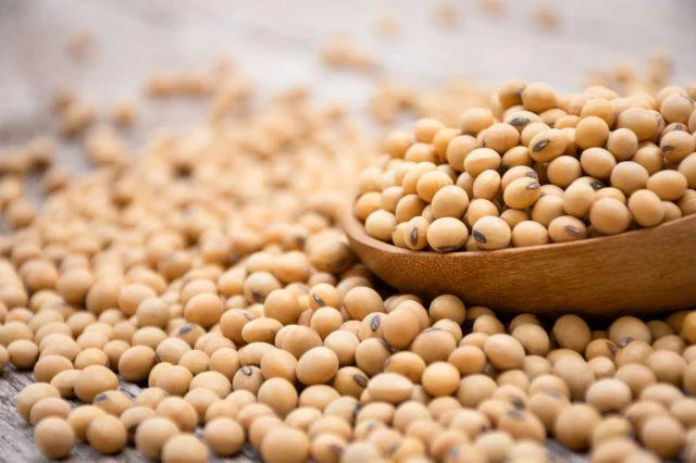 Bilim insanları, benzeri olmayan bir soya fasulyesi yaratarak önemli bir gıda atılımı gerçekleştirdiler