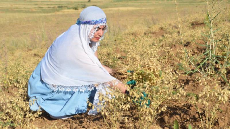 Yüksekovalı kadın girişimciler ektikleri nohudun hasadına başladı