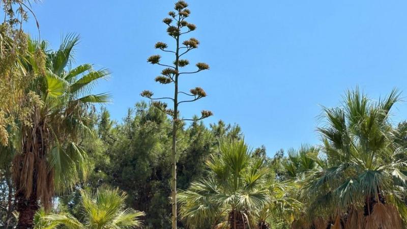 Bu bitkiyi koparan yandı: Cezası 387 bin TL