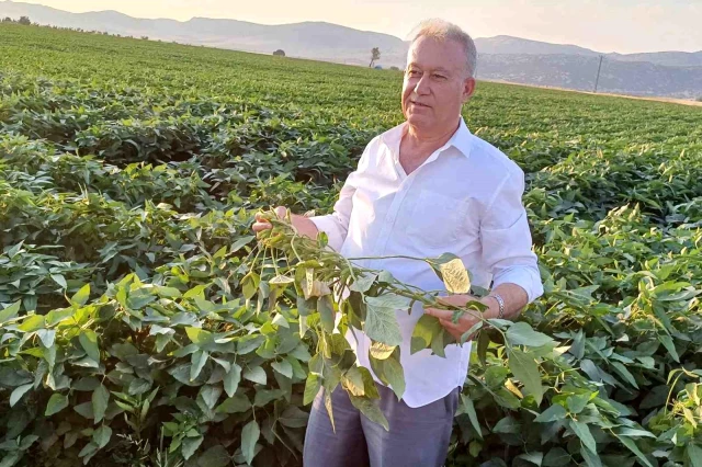 Gaziantep’te çiftçiler alternatif ürün olarak soya ekimine başladı