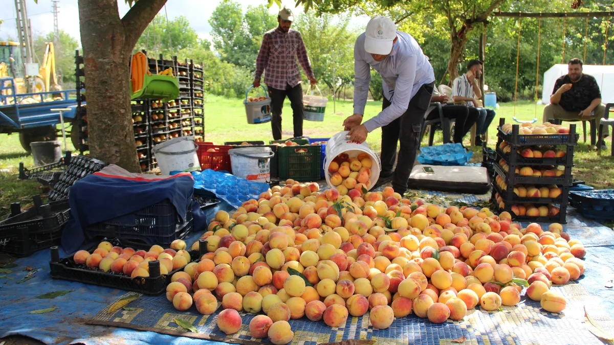 Samsun’da şeftali hasadı: Tarlada 20, raflarda 50 TL