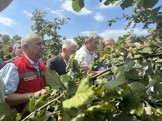 Çarşamba Ovası’nda Fındık Hasadı Başladı