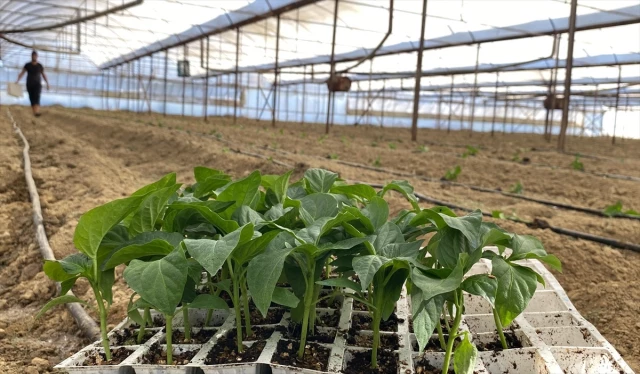 Antalya’da Seralarda Fide Dikim Çalışmaları Başladı