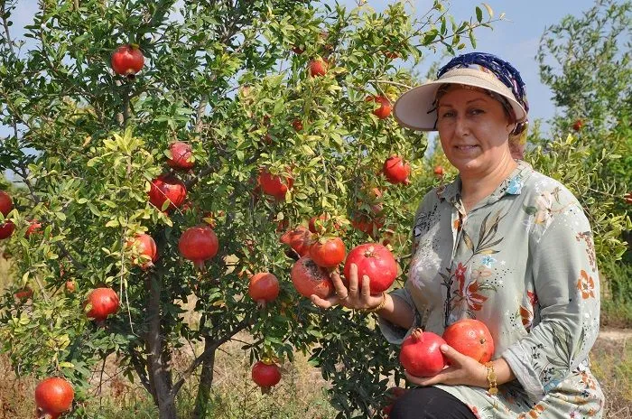 Mersin’de nar üreticisinin hasat mesaisi başladı