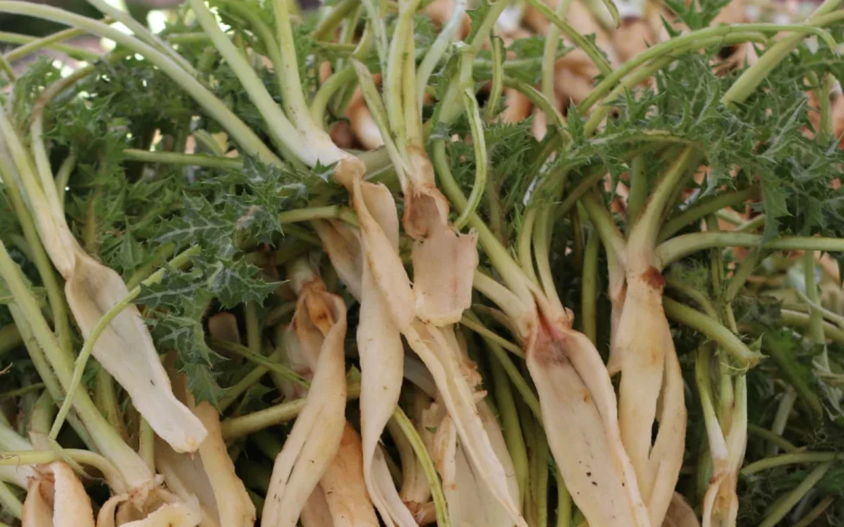 Bitki değil doğal ilaç! Şevketi bostan otu