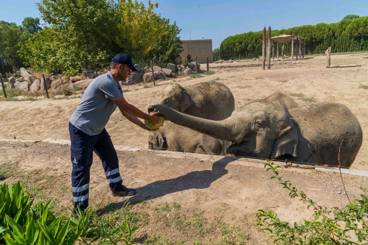 İzmirli çiftçi, tarlada kalan 3 ton karpuzu hayvanlara dağıttı