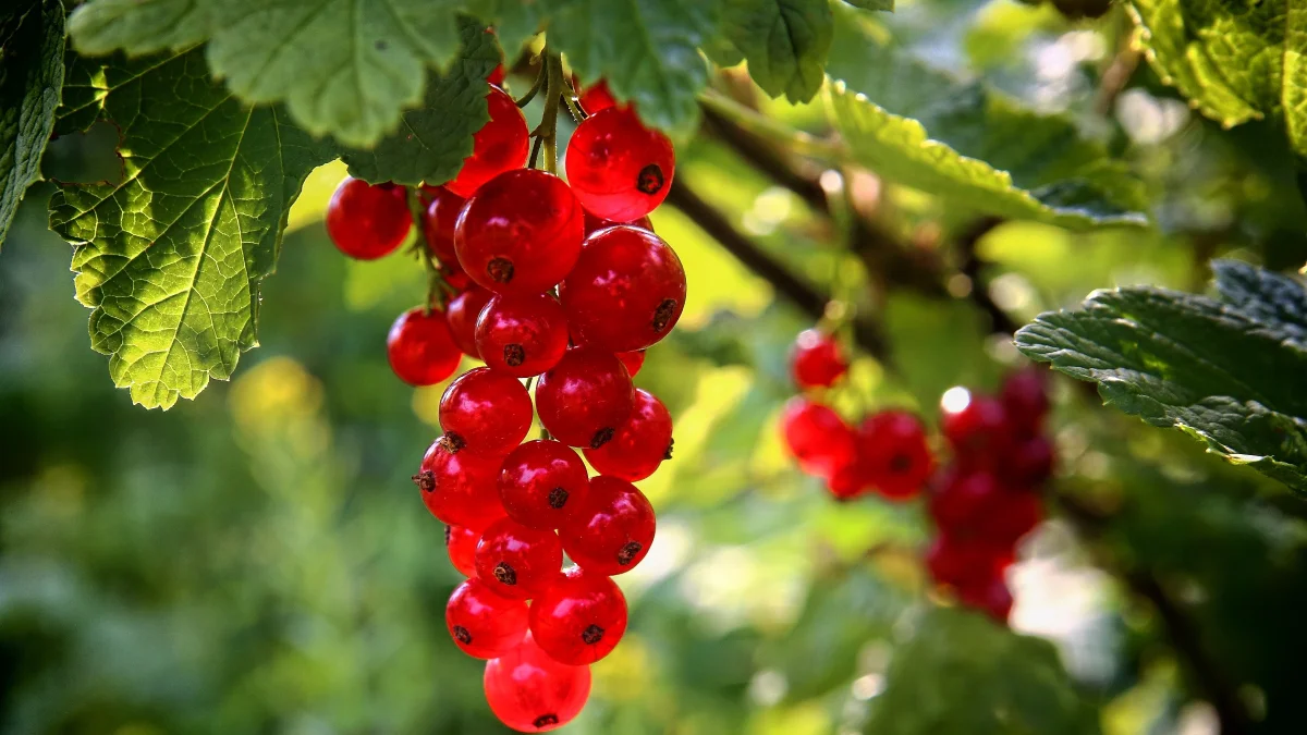 Tadına doyulmuyor! O meyve yiyen hem ömrüne ömür katıyor, hem de kalp krizi riskini sıfıra indiriyor…