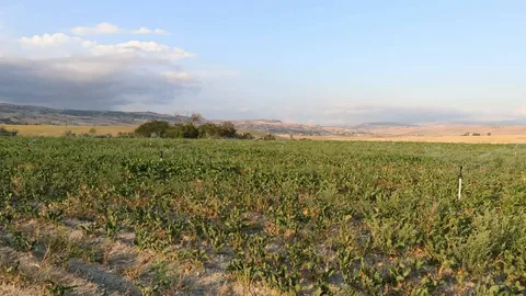 Merzifon’da sulama tesisleri hizmete girdi