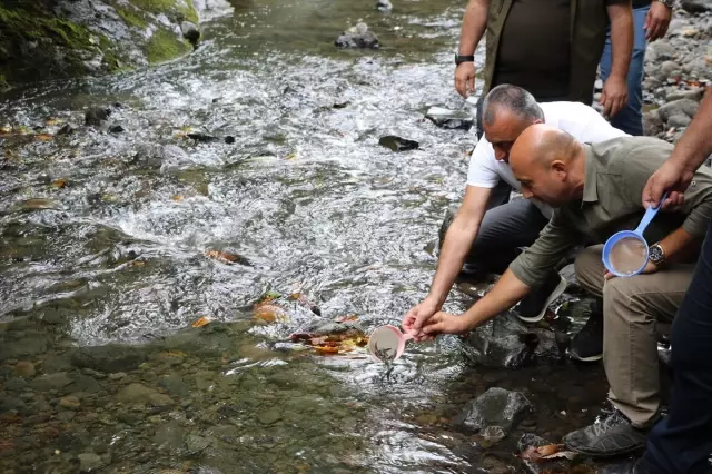  Salıpazarı’nda dereye 5 bin kırmızı benekli alabalık yavrusu salındı.