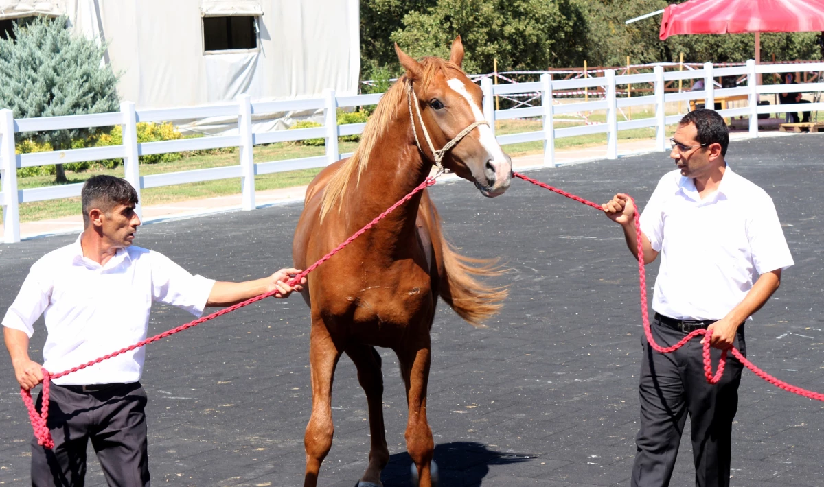 Karacabey Harası’nda 54 Tayın Satışından 20 Milyon 845 Bin Lira Gelir Elde Edildi