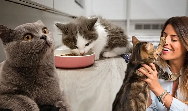 Kedi sahiplenmek, yaşamınıza sevgi ve neşe katabilir, ancak bunun da bir maliyeti var