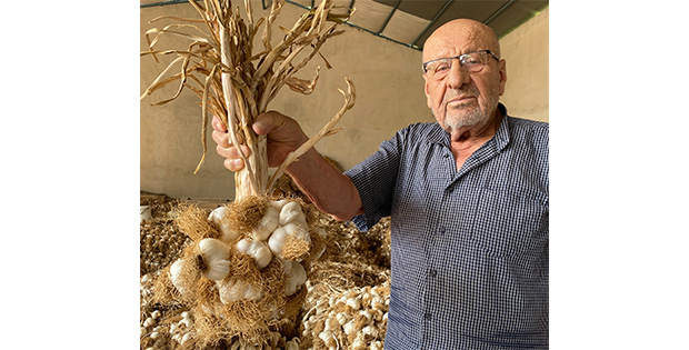 Tarladan Sofraya Taşköprü Sarımsağının Yolculuğu