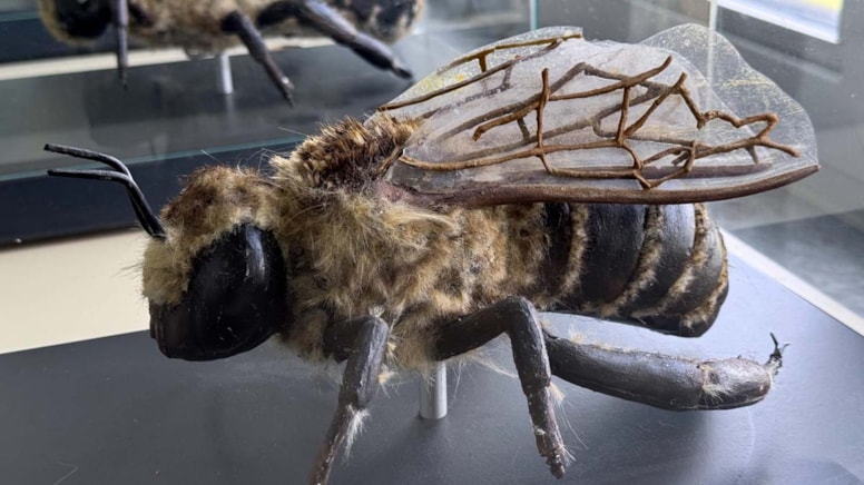 Kafkas arı müzesi ziyaretçilere kapılarını açtı