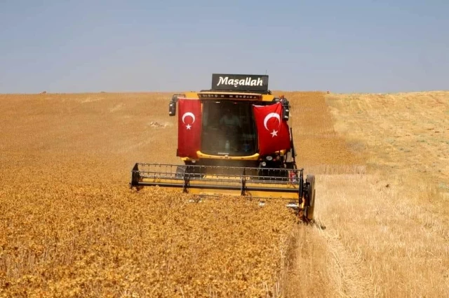 Halfeti’de Safir Bitkisiyle Kuraklığa Çözüm
